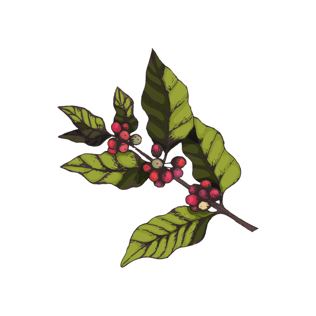 Ilustración vectorial de una rama de un árbol de café con bayas de café en el estilo de grabado en color. Rama brillante de café con hojas y frutas para el diseño de envases, productos, café y menú de la cafetería - Vector, imagen