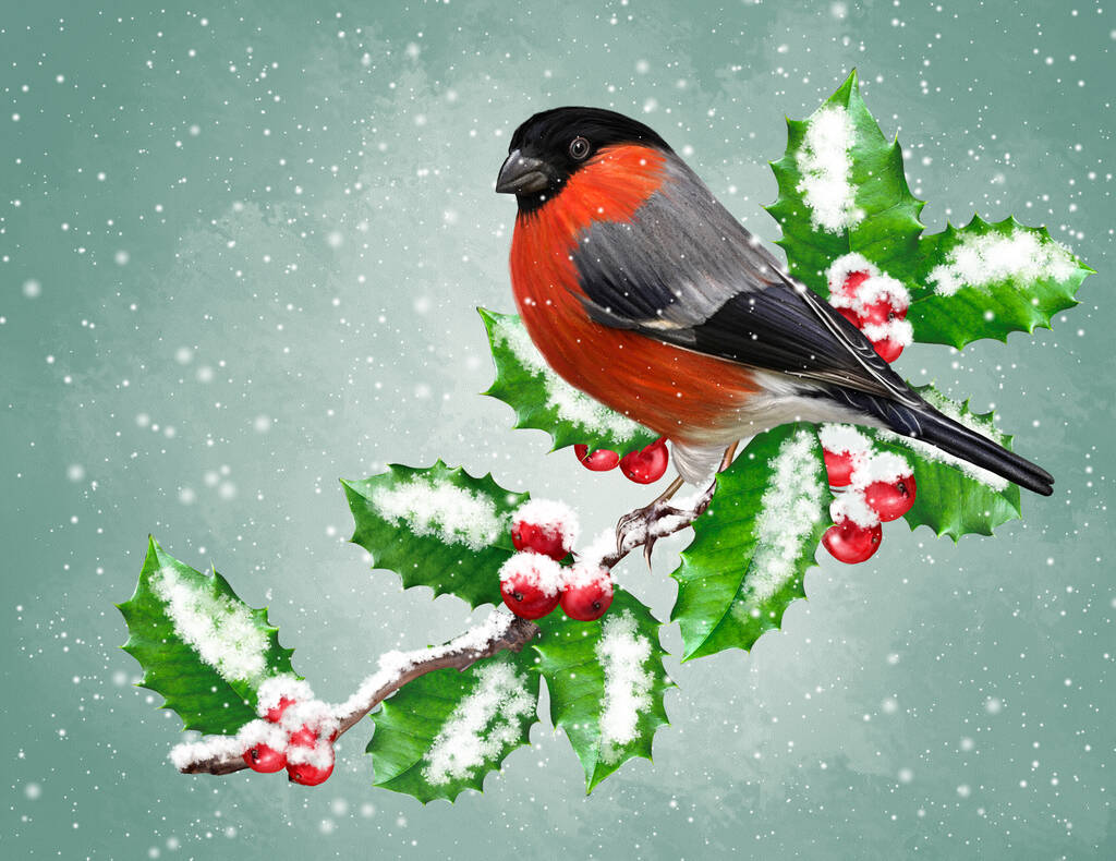 クリスマスの冬の背景、明るい鳥のブルフィンチは雪を盗む、ホリーの枝、緑の葉、赤い果実に座っています。. - 写真・画像