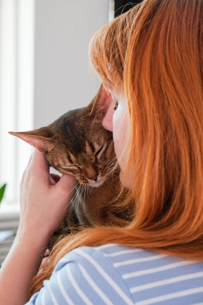 Abessijn kat thuis met haar eigenaar thuis. Prachtig volbloed kortharig katje. Close up, kopieerruimte, achtergrond. - Foto, afbeelding