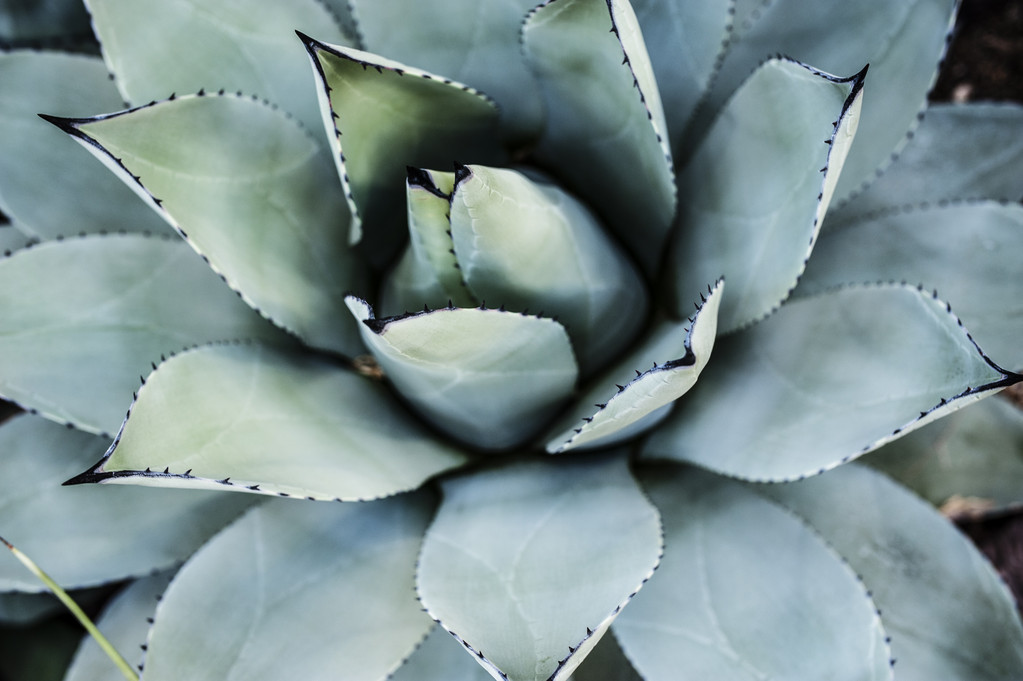 Aloe azul Primer plano
 - Foto, Imagen