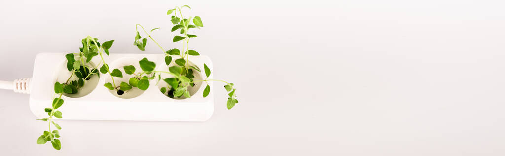 green plant growing from socket in power extender on white background, panoramic shot - Photo, Image