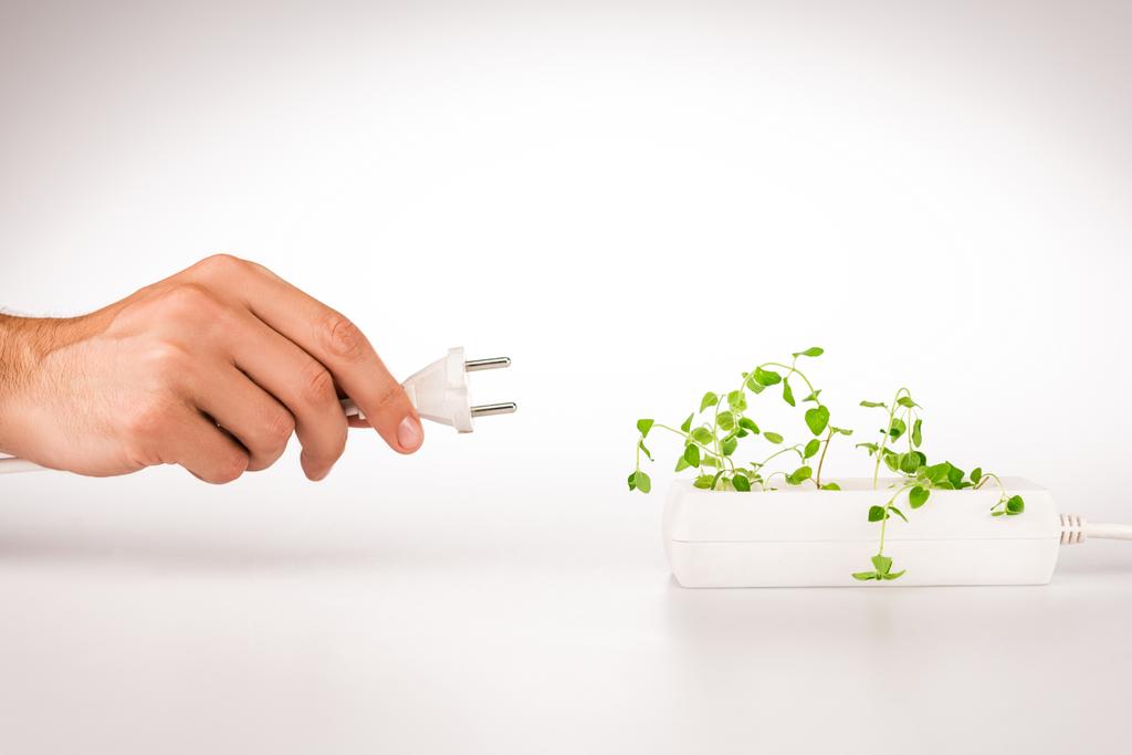 vista recortada del hombre que sostiene el enchufe de energía cerca de la planta verde que crece en el enchufe en el extensor de energía sobre fondo blanco - Foto, Imagen
