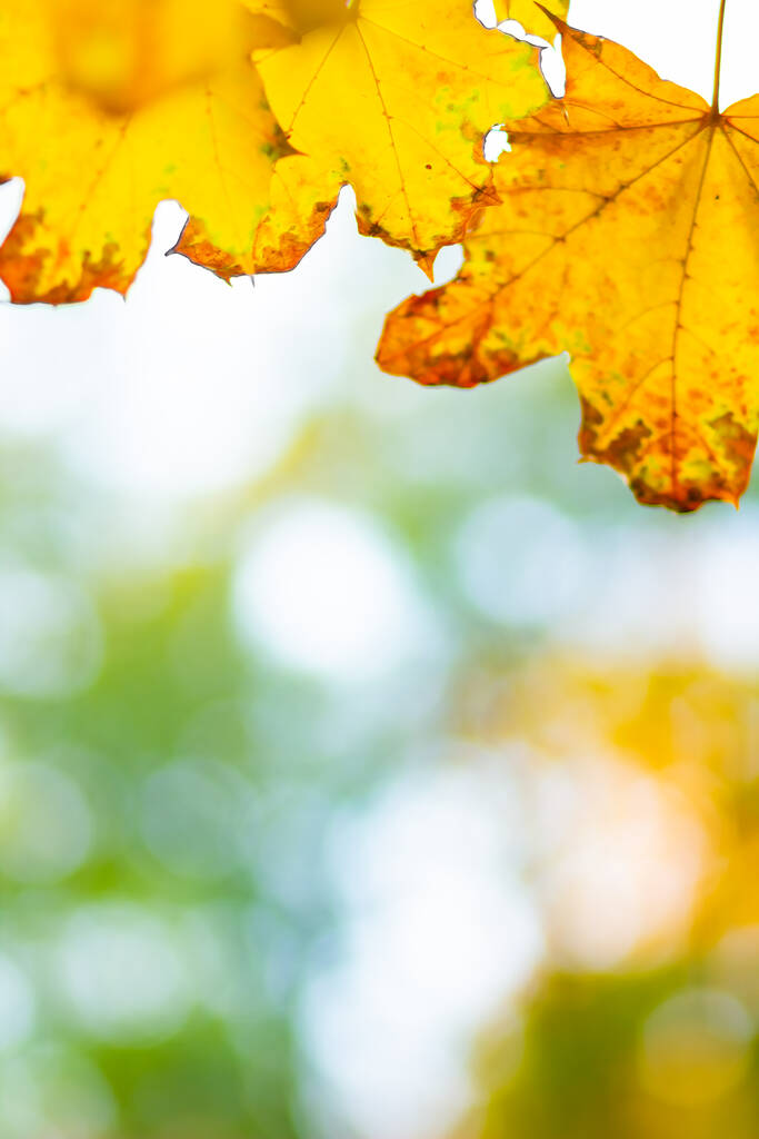 Fondo de otoño. Rama de árboles con hojas de arce sobre un fondo borroso. Fondo de diseño de otoño con hojas amarillas. Copiar espacio. Enfoque suave - Foto, imagen