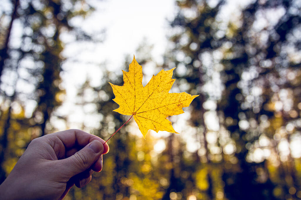 Een close-up opname van een hand die een geel herfstblad met bomen op de achtergrond vasthoudt - Foto, afbeelding
