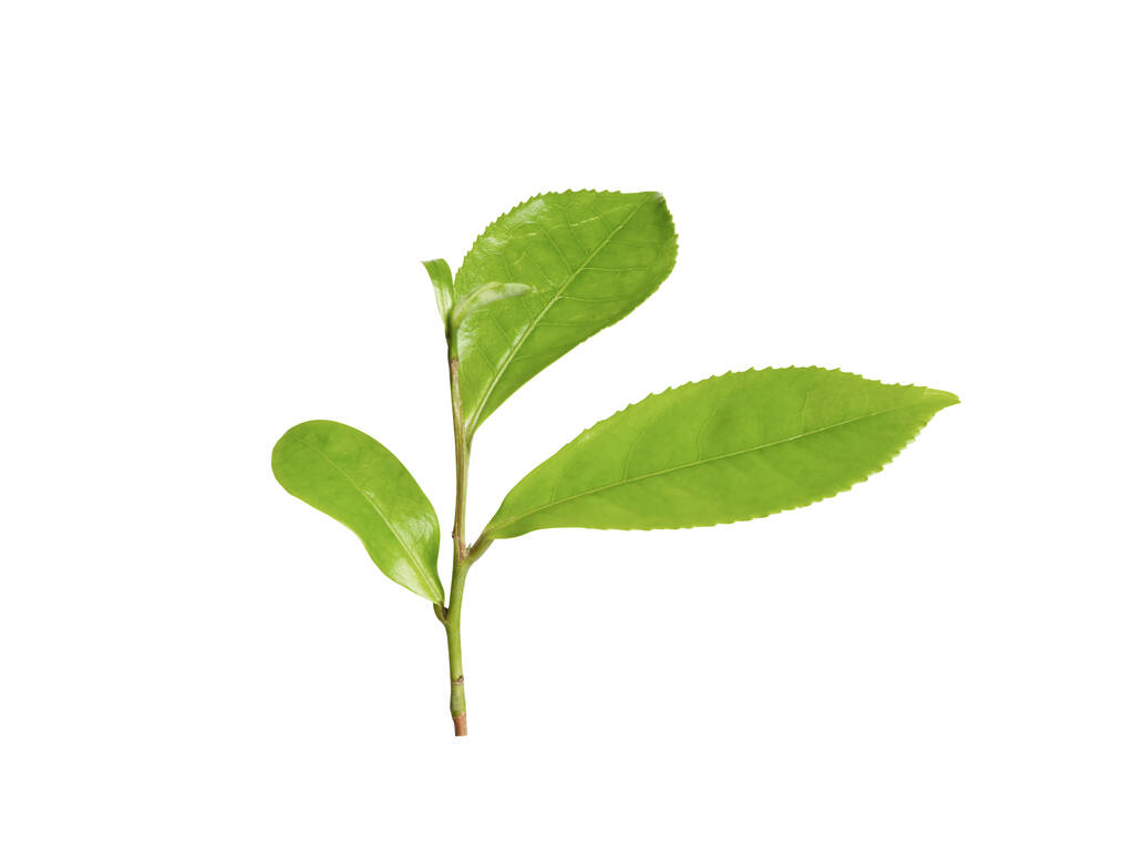Vihreät lehdet teetä kasvin eristetty valkoinen - Valokuva, kuva