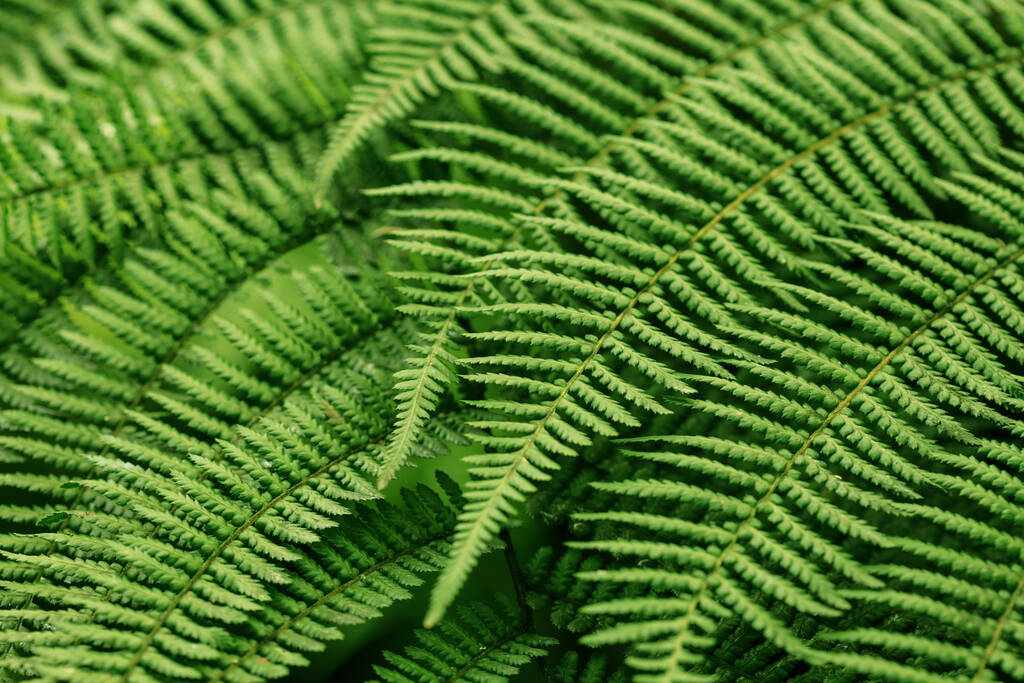 primer plano de textura de hoja verde - Foto, Imagen