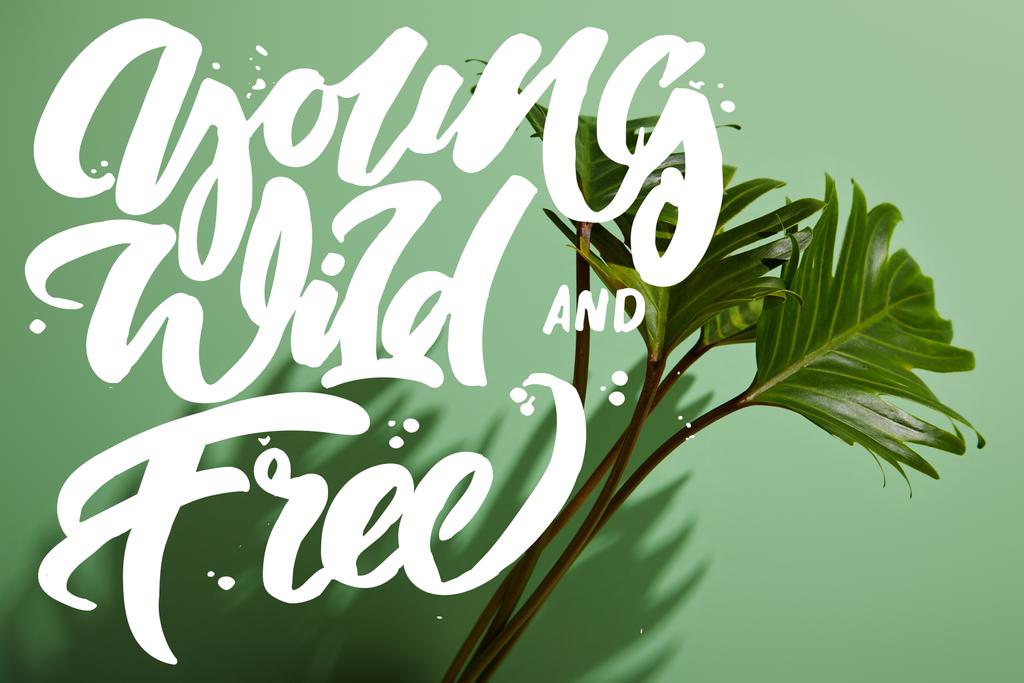 fresh tropical green leaves on green background with young, wild and free illustration - Photo, Image