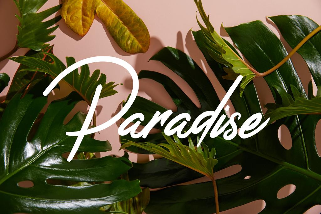 foglie verdi tropicali fresche su sfondo rosa con illustrazione paradiso - Foto, immagini