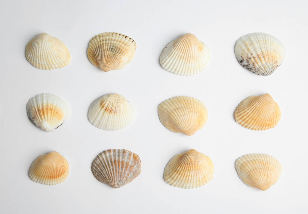 Различные красивые морские раковины на белом фоне, вид сверху - Фото, изображение