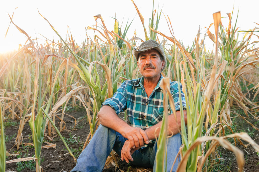 Kuraklıktan zarar görmüş mısır tarlasında çaresiz bir çiftçi duruyor. Kameraya bakıyorum. - Fotoğraf, Görsel