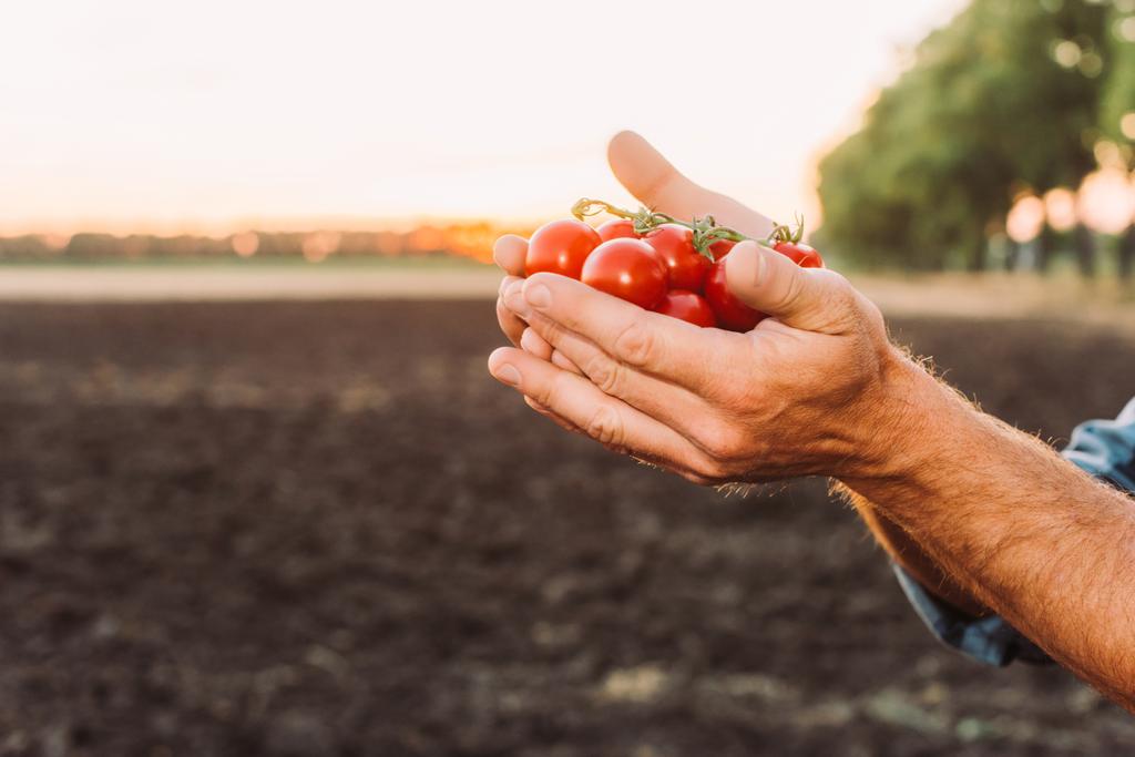 vista parcial del ranchero sosteniendo tomates cherry maduros y frescos en manos ahuecadas - Foto, Imagen