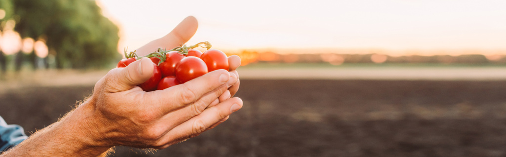 vista recortada del agricultor sosteniendo tomates cherry maduros en manos ahuecadas, encabezado del sitio web - Foto, Imagen