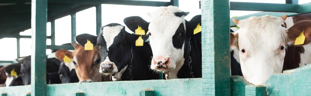 панорамний знімок плямистих корів з жовтими тегами в коров'ячому саду на молочній фермі
 - Фото, зображення
