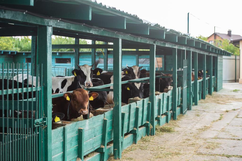 κοπάδι εντοσθισμένων αγελάδων κοντά στη φάτνη σε εκτροφείο γαλακτοπαραγωγής - Φωτογραφία, εικόνα