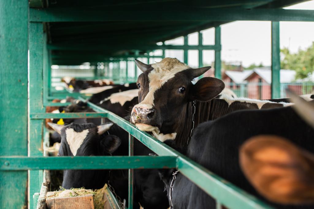 Selektiver Fokus der schwarz-weißen Kuh in der Herde in der Nähe des Stallzaunes - Foto, Bild