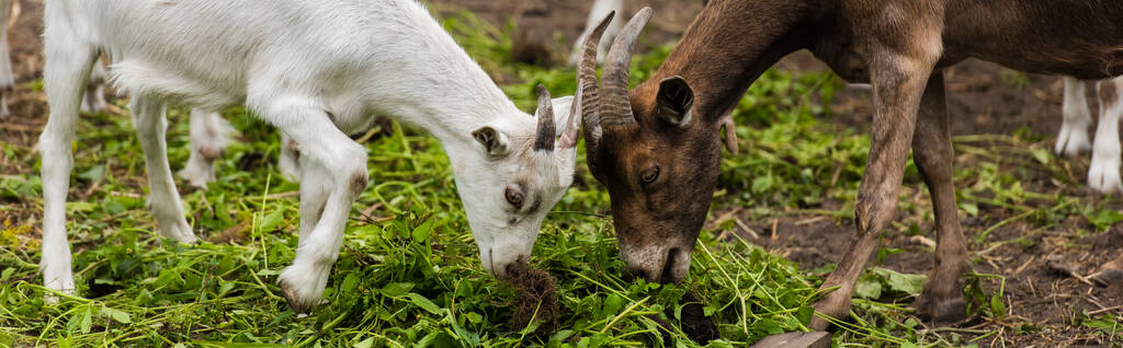 imagen horizontal de cabra y cachorro comiendo hierba mientras pastorea en la granja - Foto, Imagen