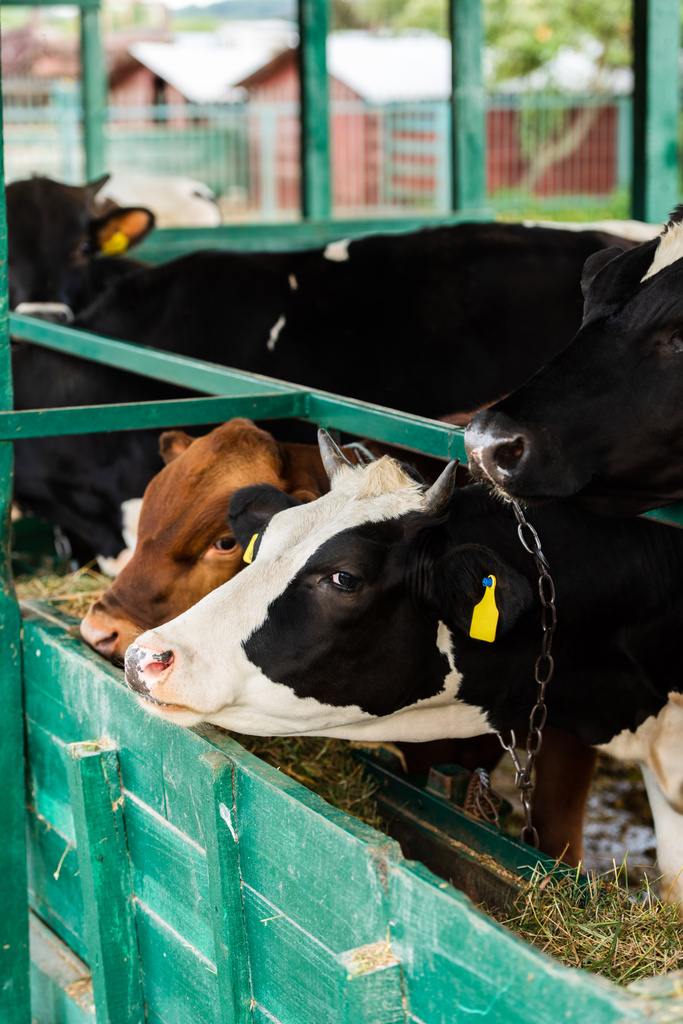 czarno-biała krowa i brązowe cielę jedzące siano ze żłobka w oborze - Zdjęcie, obraz