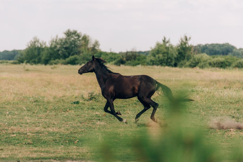 πλαϊνή όψη του καφέ αλόγου που τρέχει σε χλοώδη βοσκότοπο, επιλεκτική εστίαση - Φωτογραφία, εικόνα