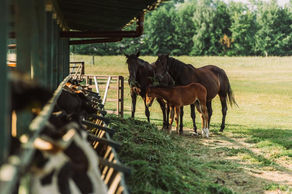 selective focus of horses with colt near cowshed and hay on farm - Photo, Image