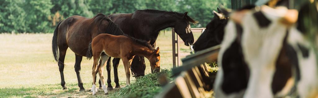 foco seletivo de cavalos com filhote comendo feno na fazenda, imagem horizontal - Foto, Imagem