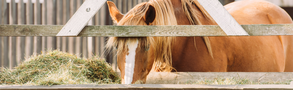 horizontales Bild eines braunen Pferdes mit weißem Fleck auf dem Kopf, das Heu aus der Krippe isst - Foto, Bild
