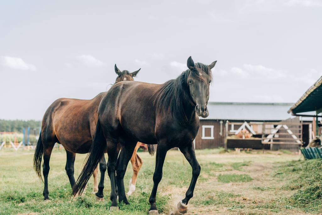 caballos marrones pastando en rancho contra el cielo nublado - Foto, imagen