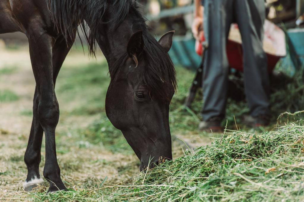 cheval brun mangeant du foin sur le ranch - Photo, image