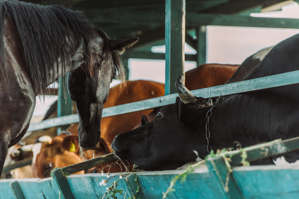 selectieve focus van bruin paard bij koeien in koeienstal op boerderij - Foto, afbeelding