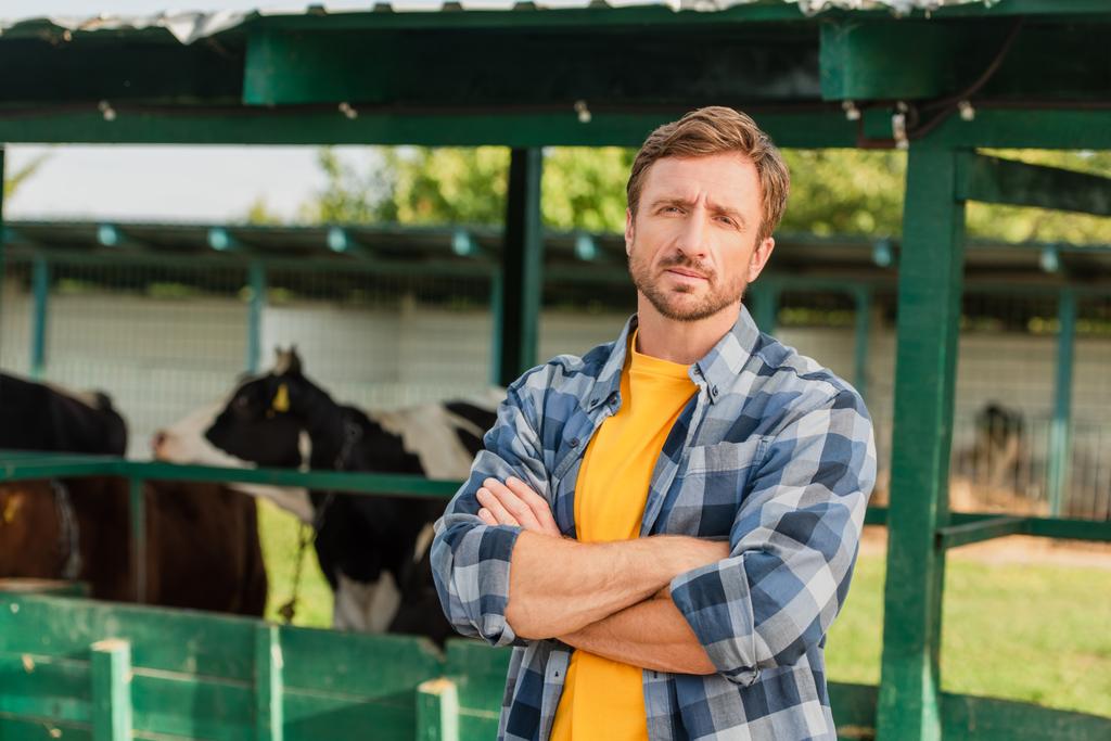 rancher in ruitvormig shirt staat met gekruiste armen bij cowshed op boerderij - Foto, afbeelding