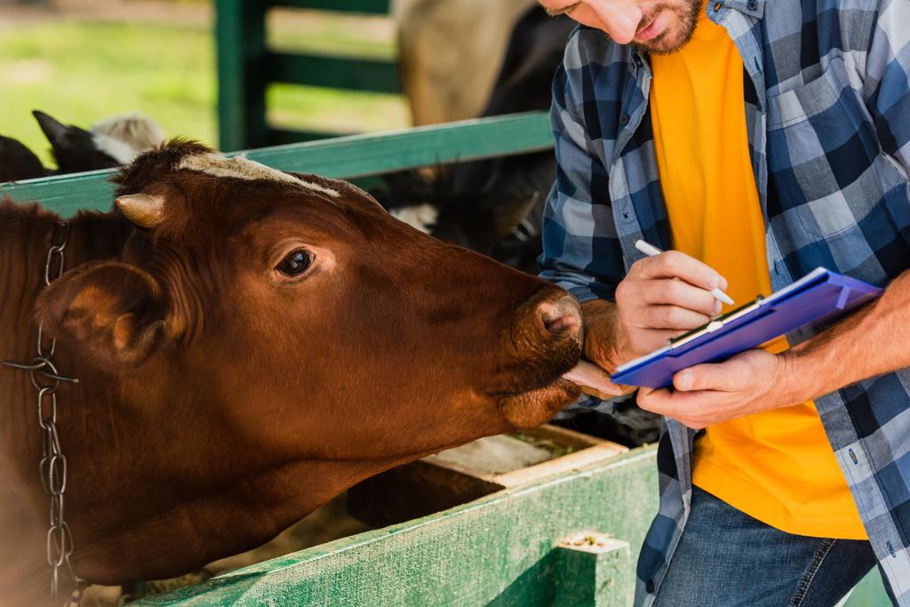 vista ritagliata di contadino scrittura sugli appunti mentre mucca marrone leccare la mano - Foto, immagini