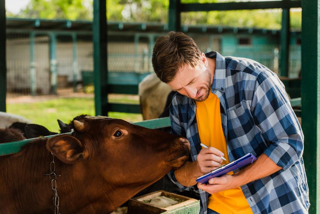 фермер в клетчатой рубашке, пишущий на планшете, стоя рядом с коричневой коровой - Фото, изображение