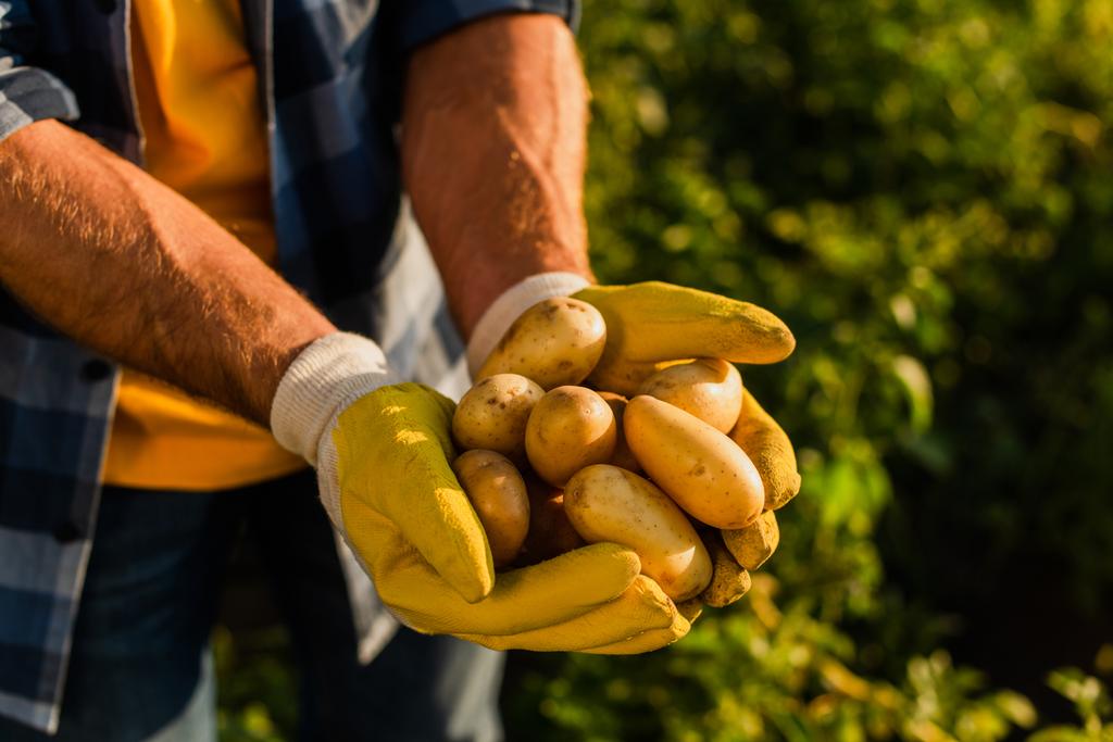 Kırpılmış çiftlik sahibinin iş eldivenleriyle ellerinde taze patateslerle görüntüsü. - Fotoğraf, Görsel