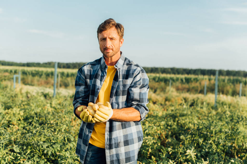 ranczer w koszuli w kratę patrząc przed kamerę trzymając świeże, organiczne ziemniaki w filiżance - Zdjęcie, obraz