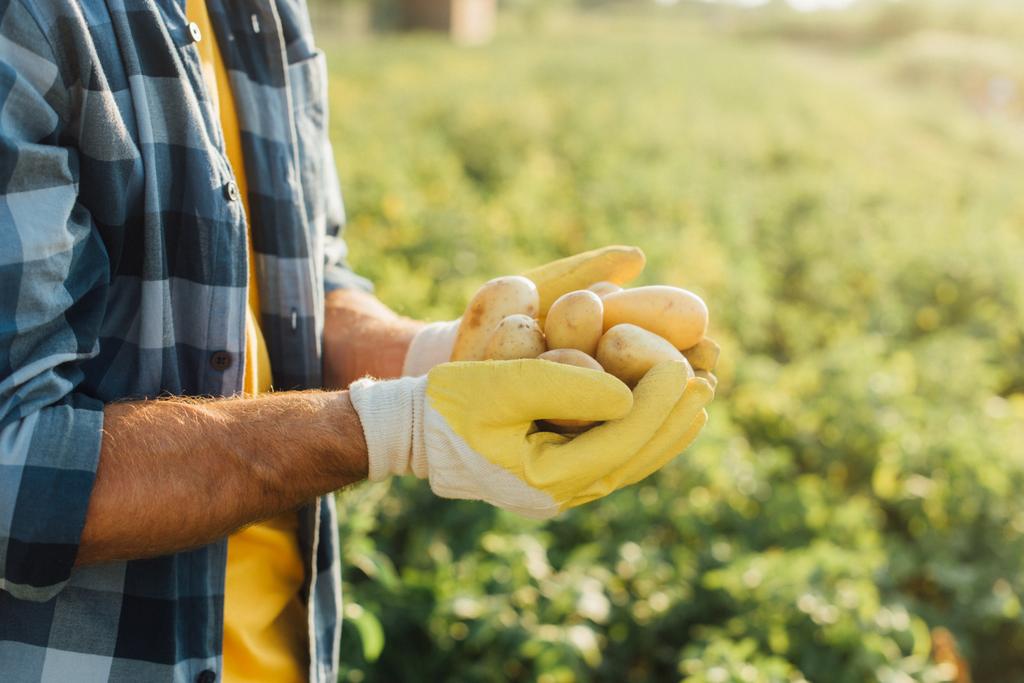 再生されたシャツや手袋の中に新鮮なジャガイモを保持する農民のクロップドビュー - 写真・画像