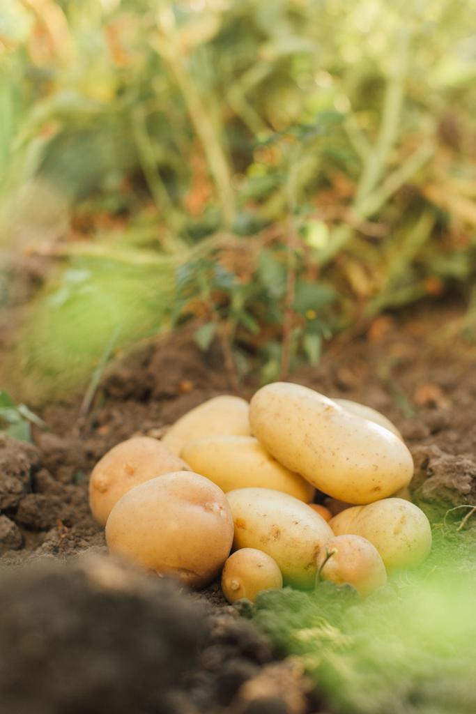 tuoreiden perunoiden valikoiva kohdentaminen pellolla - Valokuva, kuva