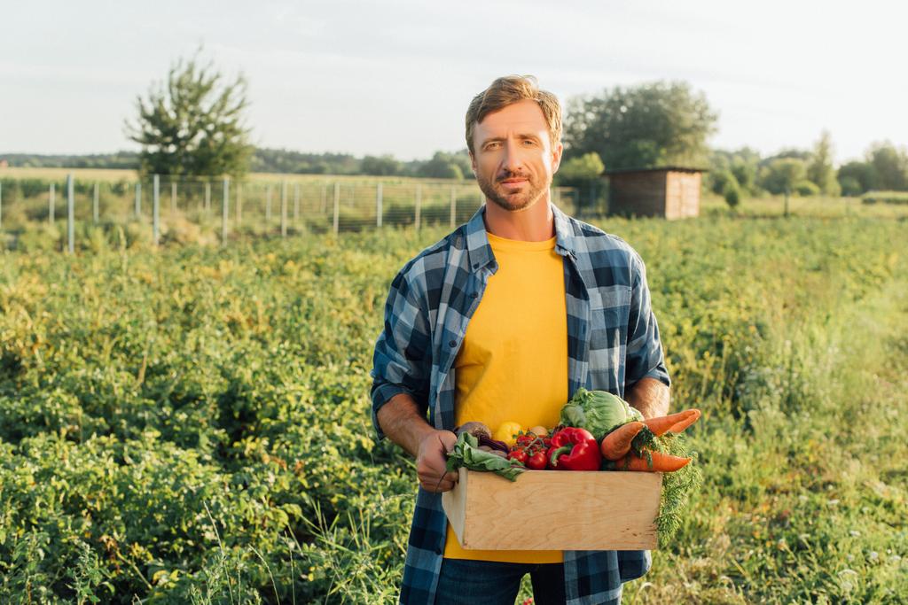 agricultor con camisa a cuadros mirando a la cámara mientras está de pie en la plantación con una caja llena de verduras frescas - Foto, imagen