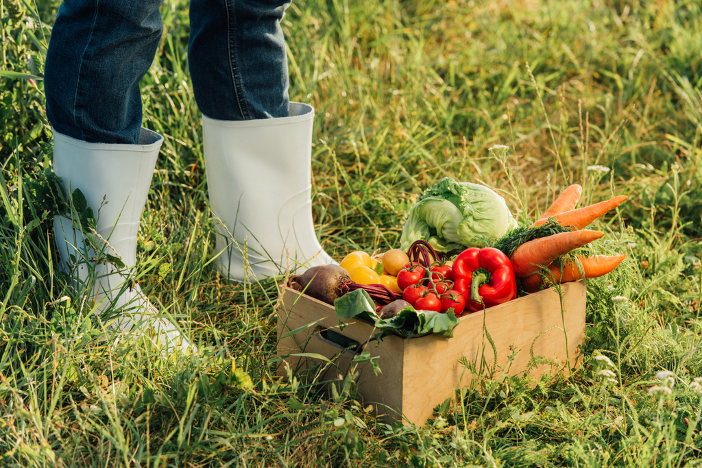 partial view of farmer in rubber boots standing near box with fresh vegetables - Photo, Image