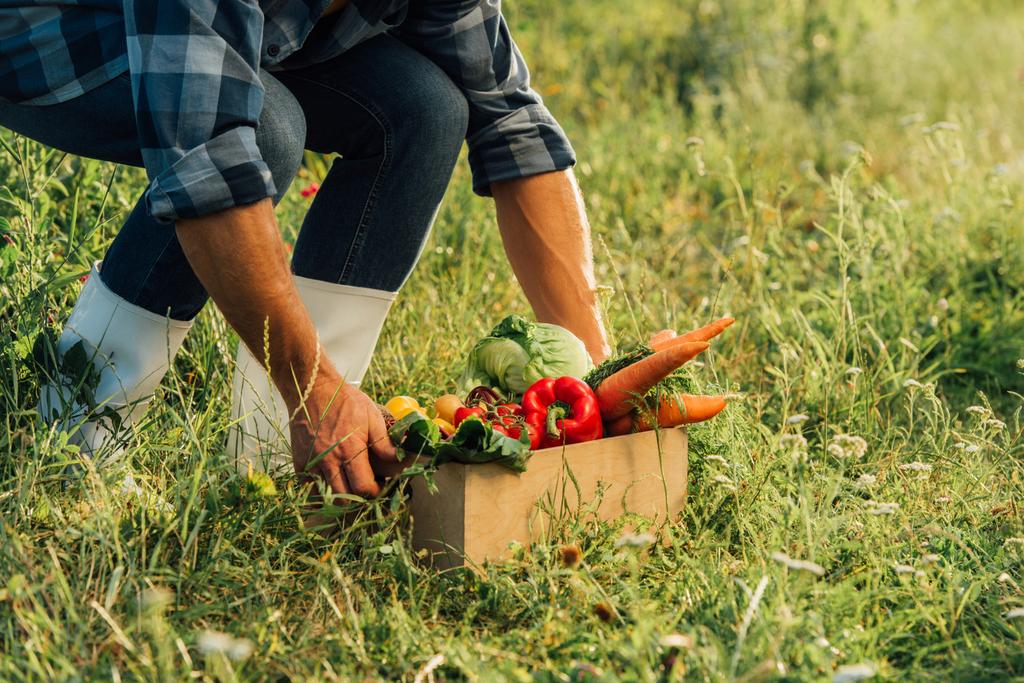 vista parcial del ranchero en botas de goma tocando caja llena de verduras maduras y frescas - Foto, Imagen