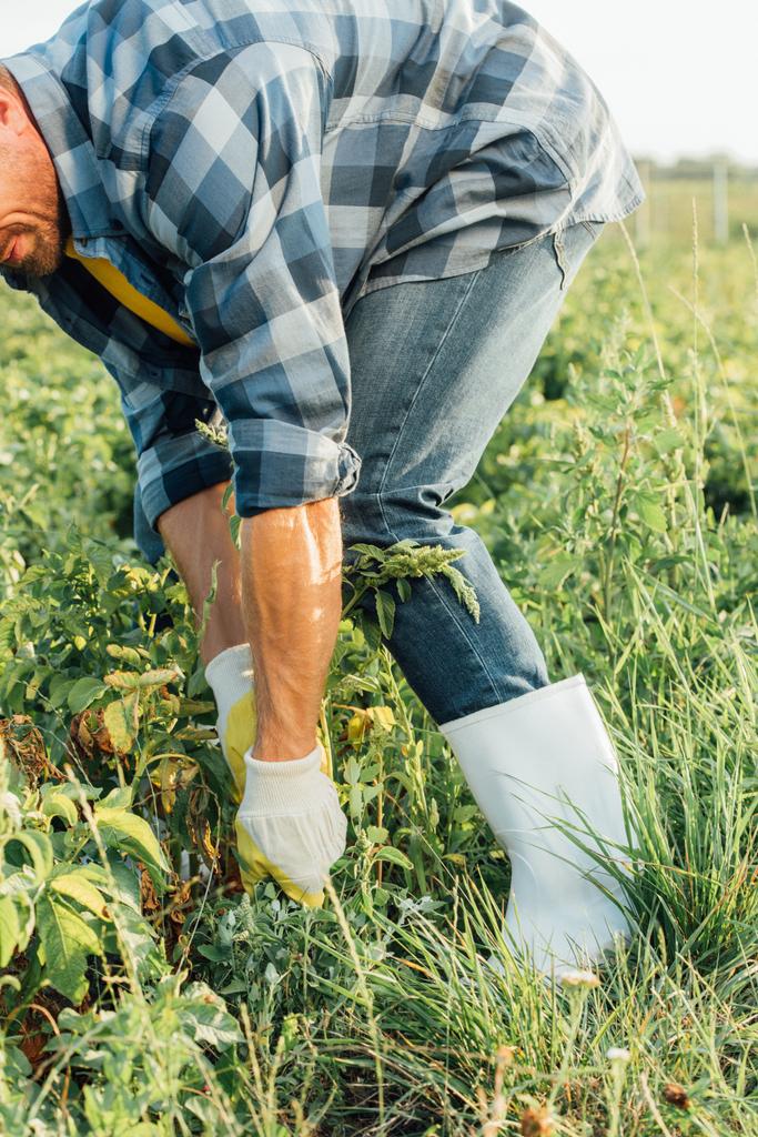 vue recadrée d'un agriculteur portant des gants et des bottes en caoutchouc arrachant des mauvaises herbes dans un champ - Photo, image