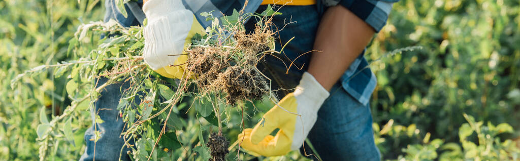 обрізаний вид поля прополки фермера в робочих рукавичках, горизонтальна концепція
 - Фото, зображення