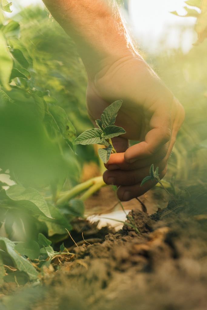 обрезанный вид фермера посадки зеленых саженцев в земле, избирательный фокус - Фото, изображение