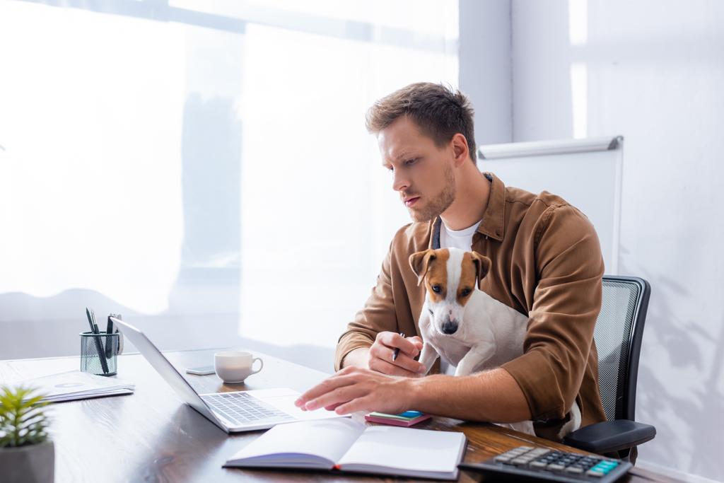 концентрированный бизнесмен, использующий ноутбук во время работы с Джеком Расселом - Фото, изображение
