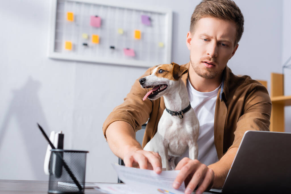 selective focus of concentrated businessman working with papers near jack russell terrier dog - Photo, Image