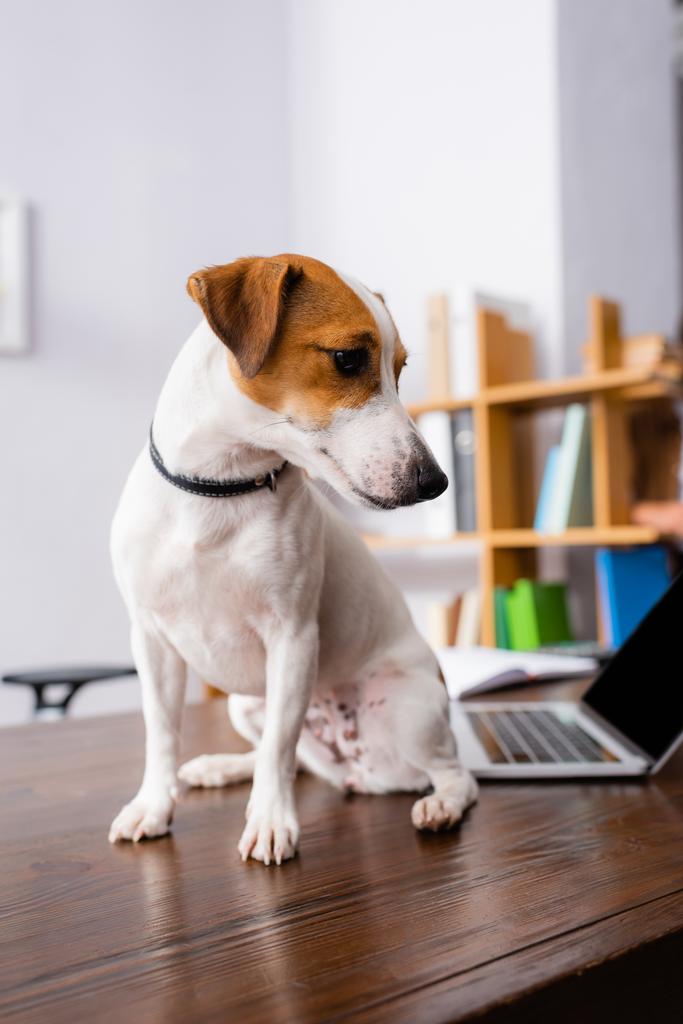 Beyaz Jack Russell Terrier köpeği. Kafasında kahverengi lekeler var. Ofiste masada oturuyor.  - Fotoğraf, Görsel