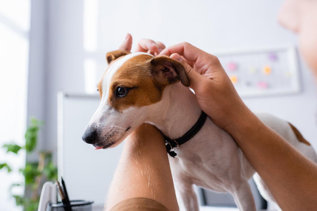 vista cortada de empresário abraçando Jack Russell cão terrier com manchas marrons na cabeça no escritório - Foto, Imagem