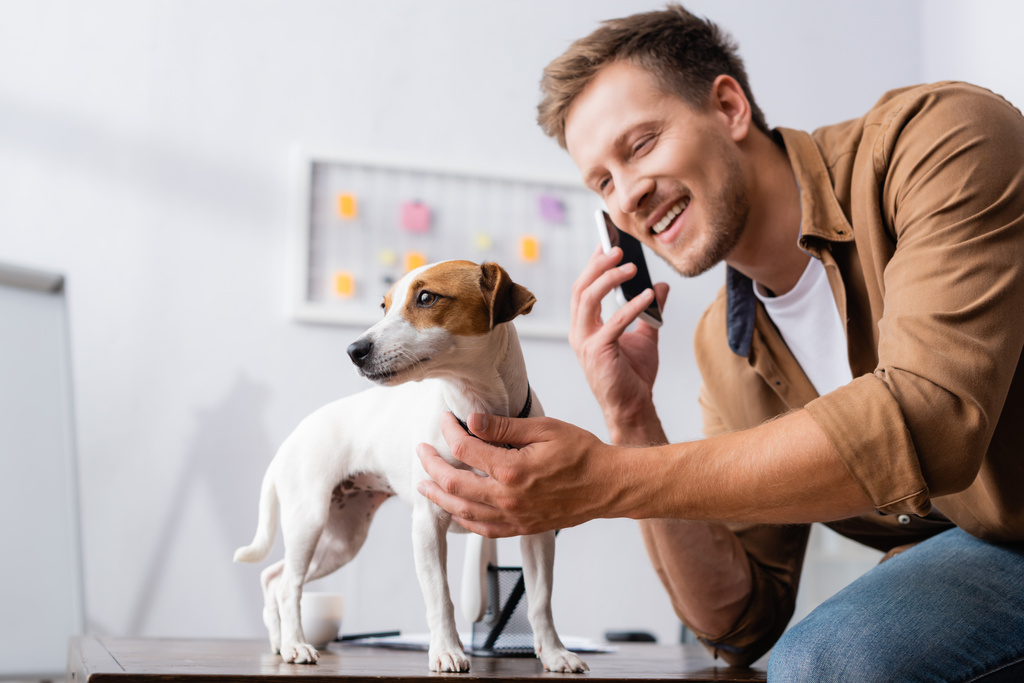 young businessman talking on smartphone near jack russell terrier dog on office desk - Photo, Image