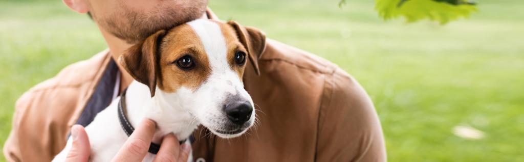 Teilansicht des Mannes mit weißem Jack Russell Terrier Hund mit braunen Flecken auf dem Kopf, Panoramakonzept - Foto, Bild