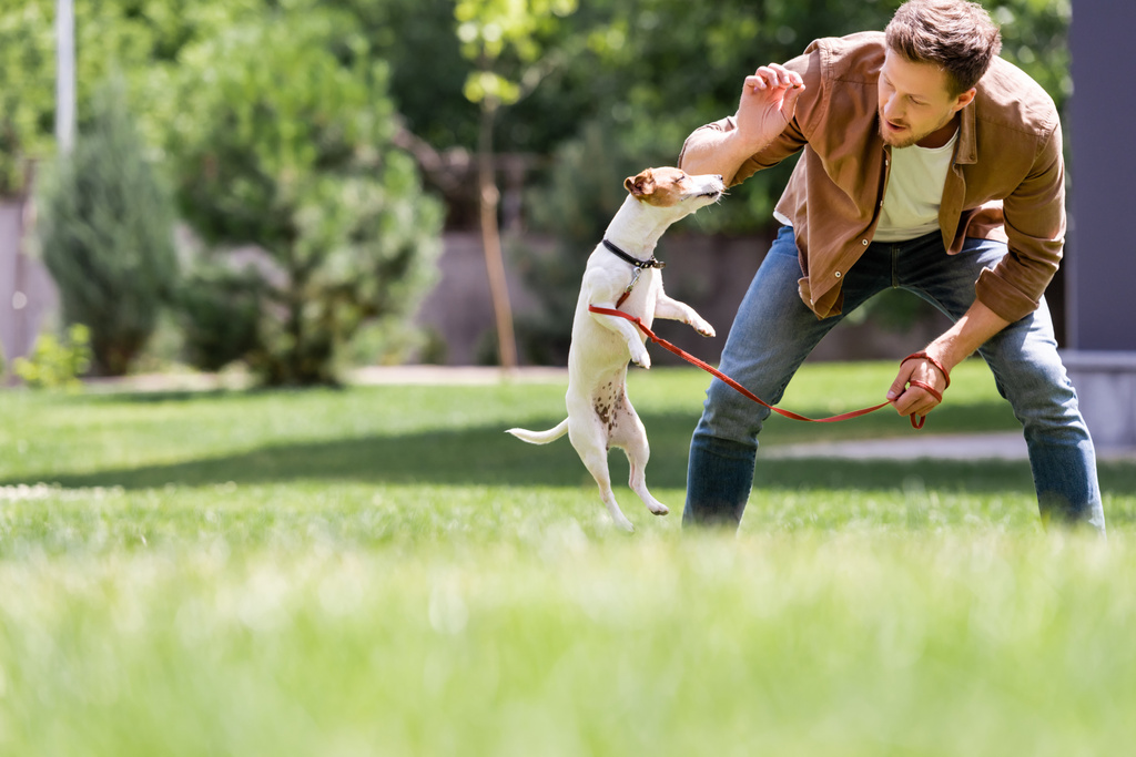 Junger Mann füttert Jack Russell Terrier selektiv auf Rasen im Park  - Foto, Bild
