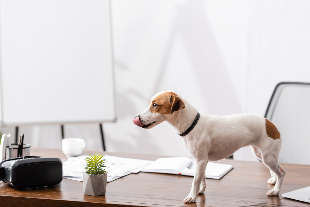 Jack Russell terrier sticking out tongue near plant and vr headset on office table  - Фото, изображение