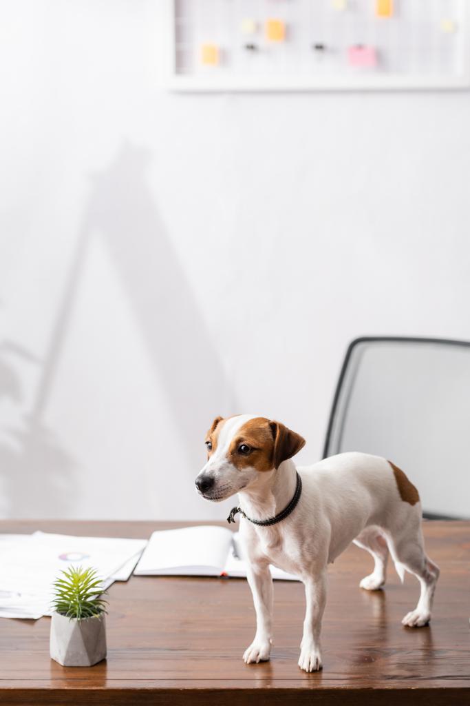 Jack Russell Terrier mirando hacia otro lado cerca de la planta y papeles en la mesa de la oficina  - Foto, imagen